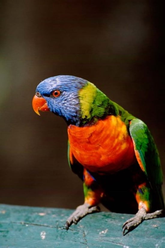 Australia Queensland Rainbow lorikeet bird Canvas Art - Cindy Miller Hopkins DanitaDelimont (17 x 26)