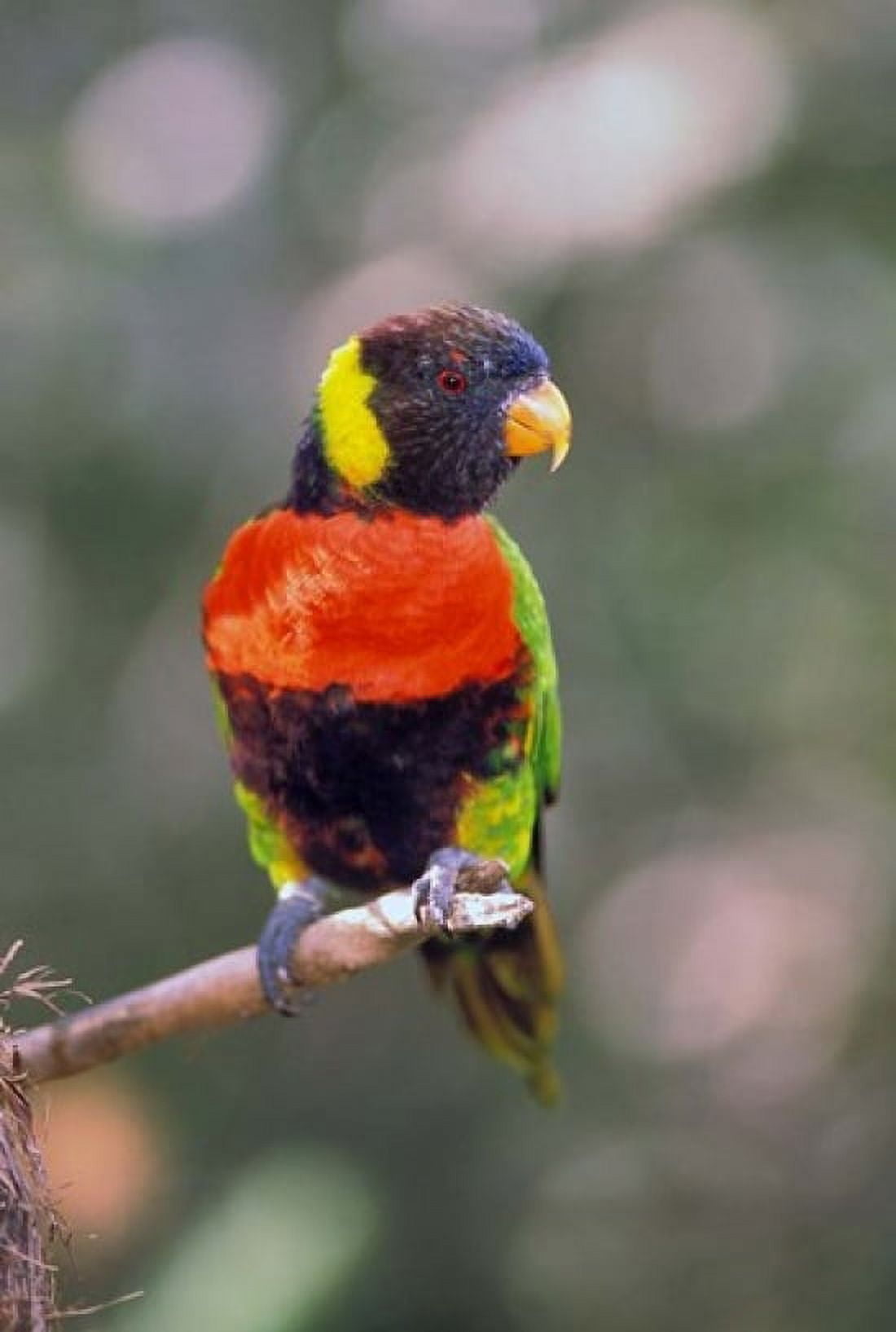 Australia Rainbow Lorikeet bird Canvas Art - Adam Jones DanitaDelimont (24 x 36)