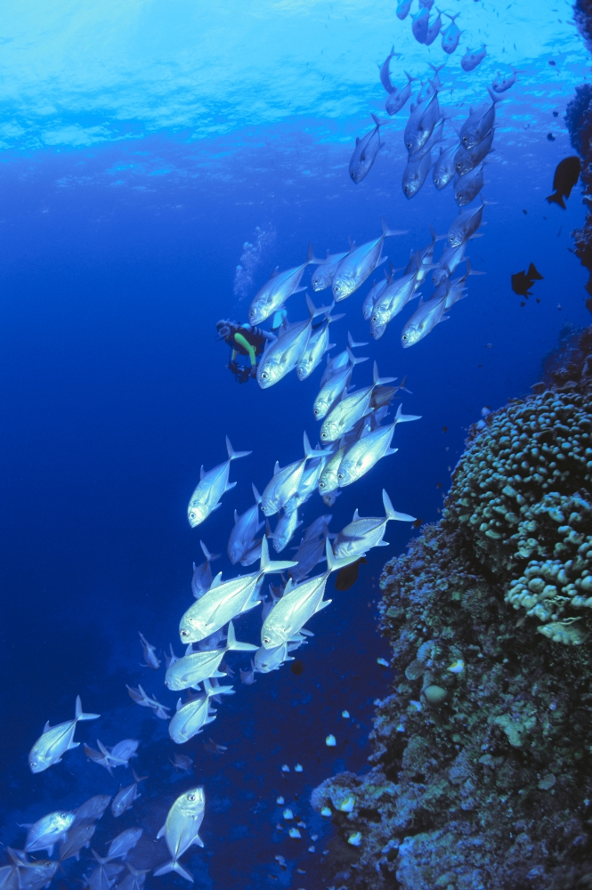 Australia Schooling Bigeye Trevally Diver In Background (Caranx Sexfasciatus) Canvas Art - Dave Fleetham Design Pics (12 x 19)