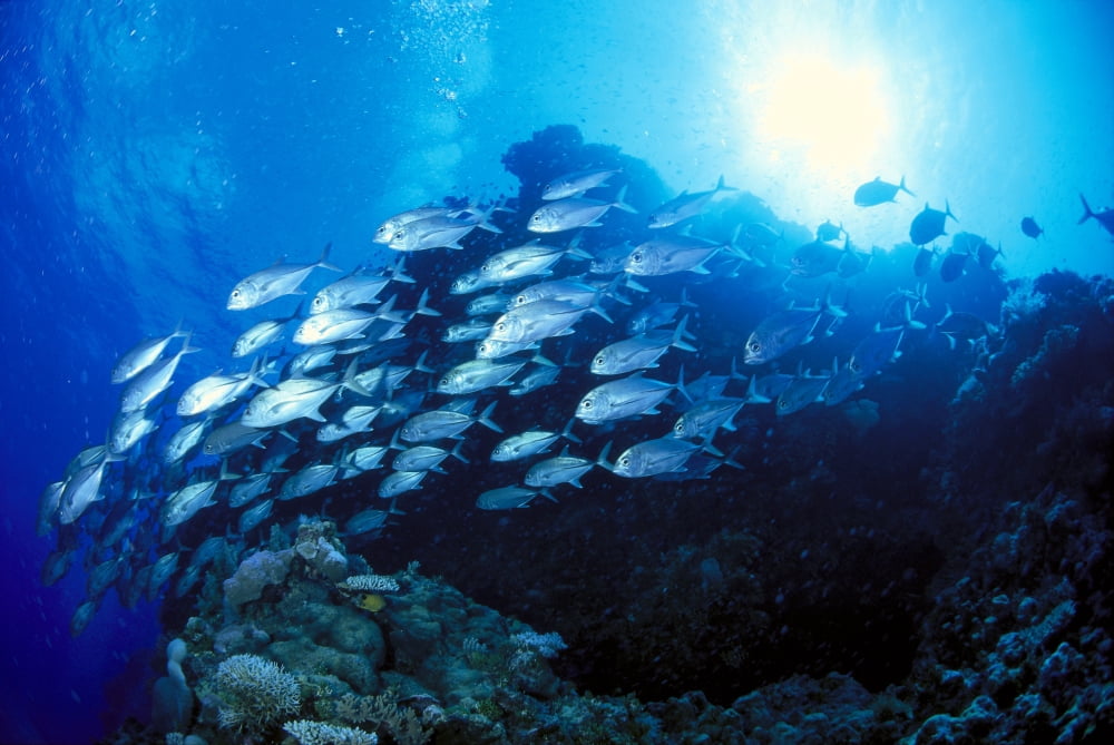 Australia Schooling Bigeye Trevally Sunburst In Background (Caranx Sexsfasciatus) A85G Canvas Art - Dave Fleetham Design Pics (19 x 12)