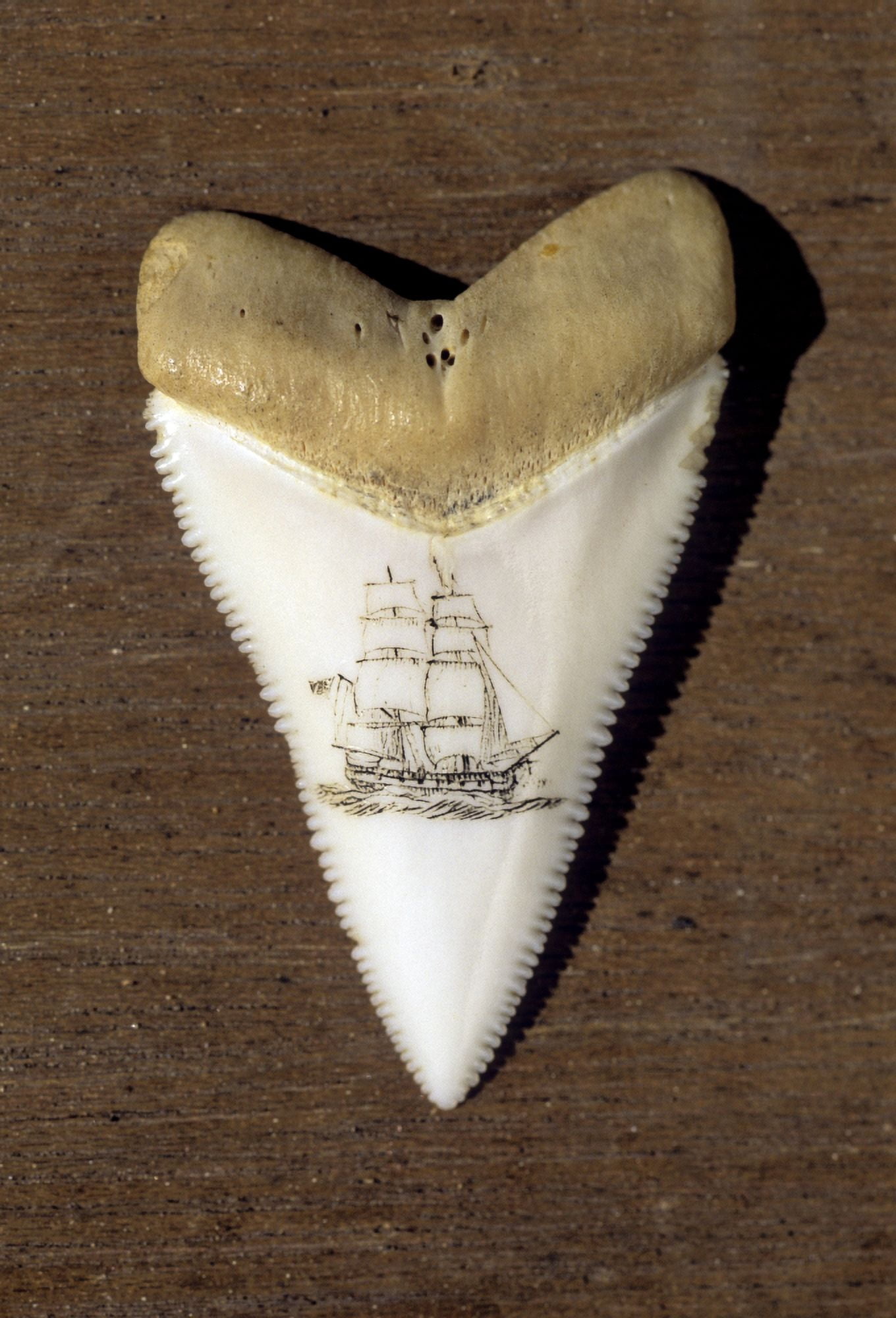 Australia South Australia A Scrimshaw Carving On A Great White Shark Tooth (Carcharodon Carcharias) Canvas Art - Dave Fleetham Design Pics (12 x 17)