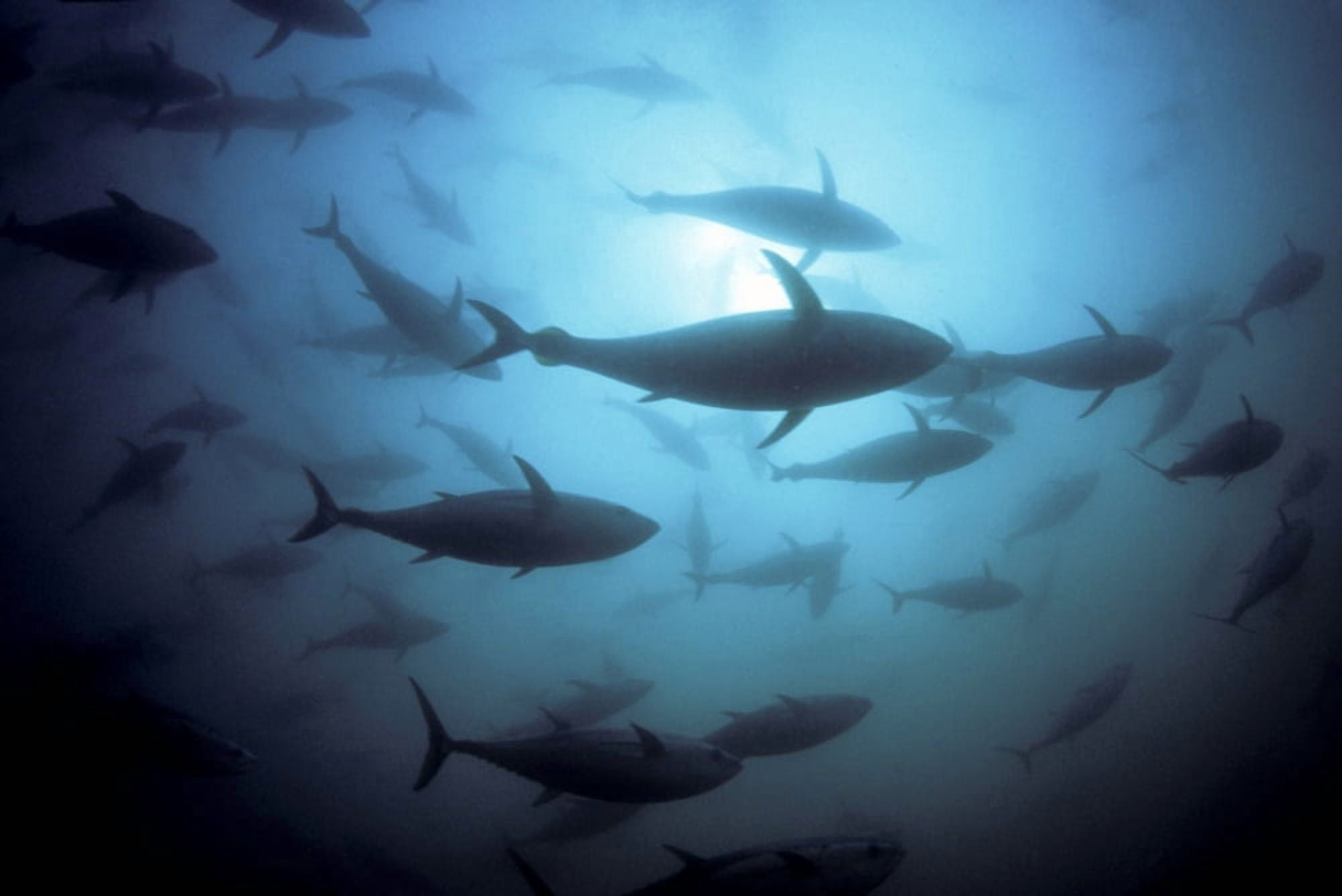 Australia South Australia Port Lincoln Southern Bluefin Tuna (Thunnus Maccoyii) Circle In A Holding Pen Canvas Art - Dave Fleetham Design Pics (34 x 22)