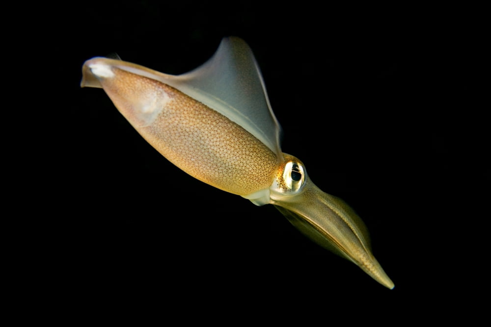 Australia Southern Squid (Sepioteuthis Australis) Canvas Art - Dave Fleetham Design Pics (17 x 11)