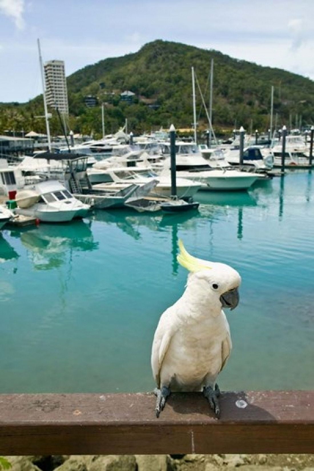 Australia Sulphur Crested Cockatoo tropical bird Canvas Art - Walter Bibikow DanitaDelimont (24 x 36)