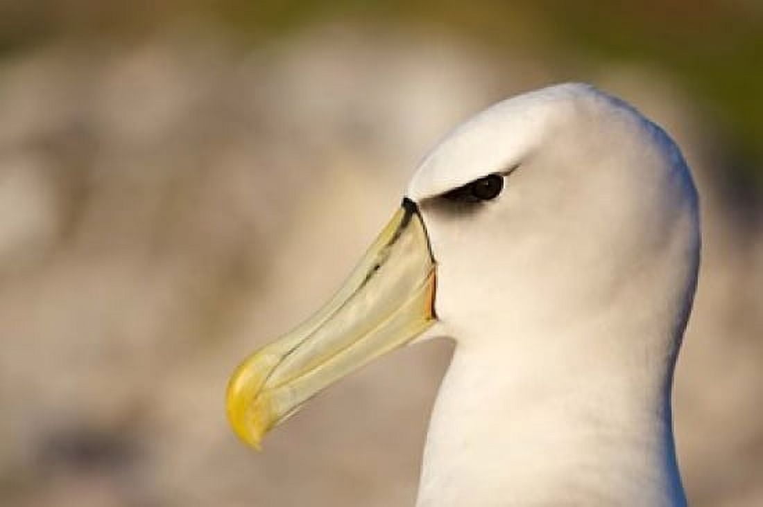 Australia Tasmania Bass Strait Albatross bird head Canvas Art - Rebecca Jackrel DanitaDelimont (36 x 24)
