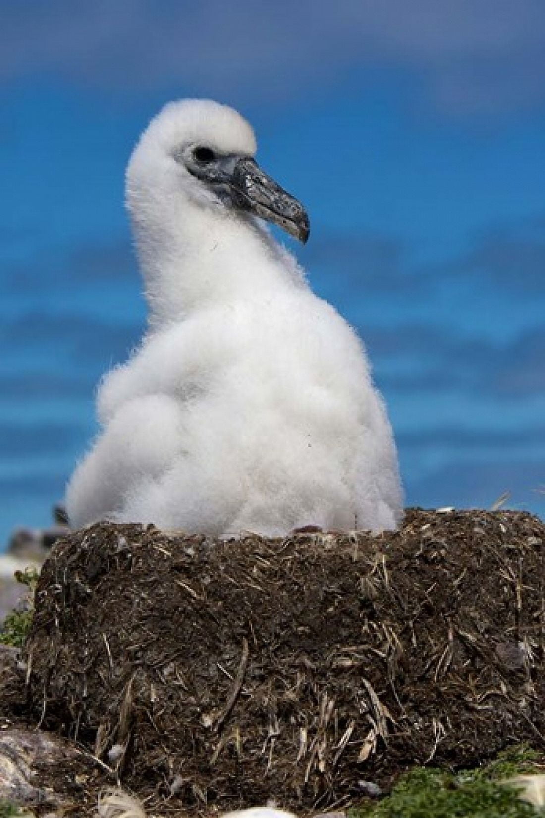 Australia Tasmania Bass Strait Albatross chick Canvas Art - Rebecca Jackrel DanitaDelimont (18 x 26)