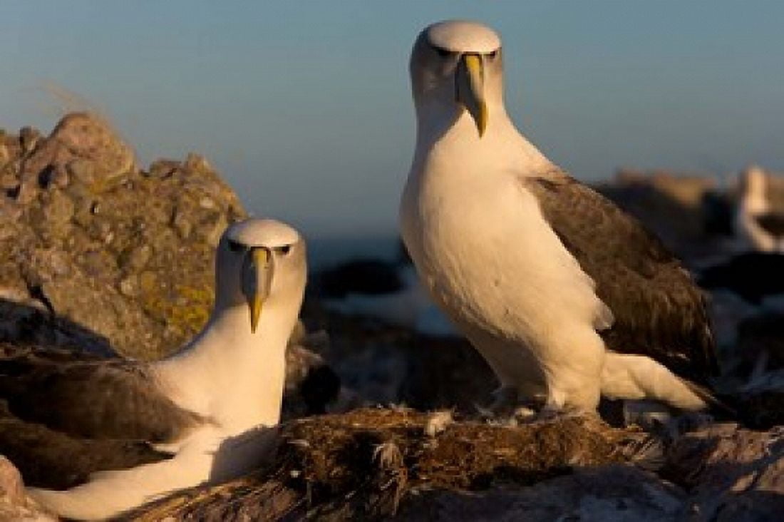 Australia Tasmania Bass Strait Albatross pair Canvas Art - Rebecca Jackrel DanitaDelimont (29 x 19)