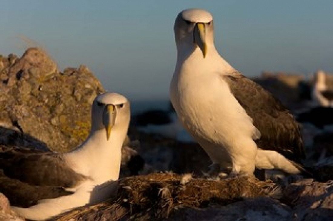 Australia Tasmania Bass Strait Albatross pair Canvas Art - Rebecca Jackrel DanitaDelimont (36 x 24)