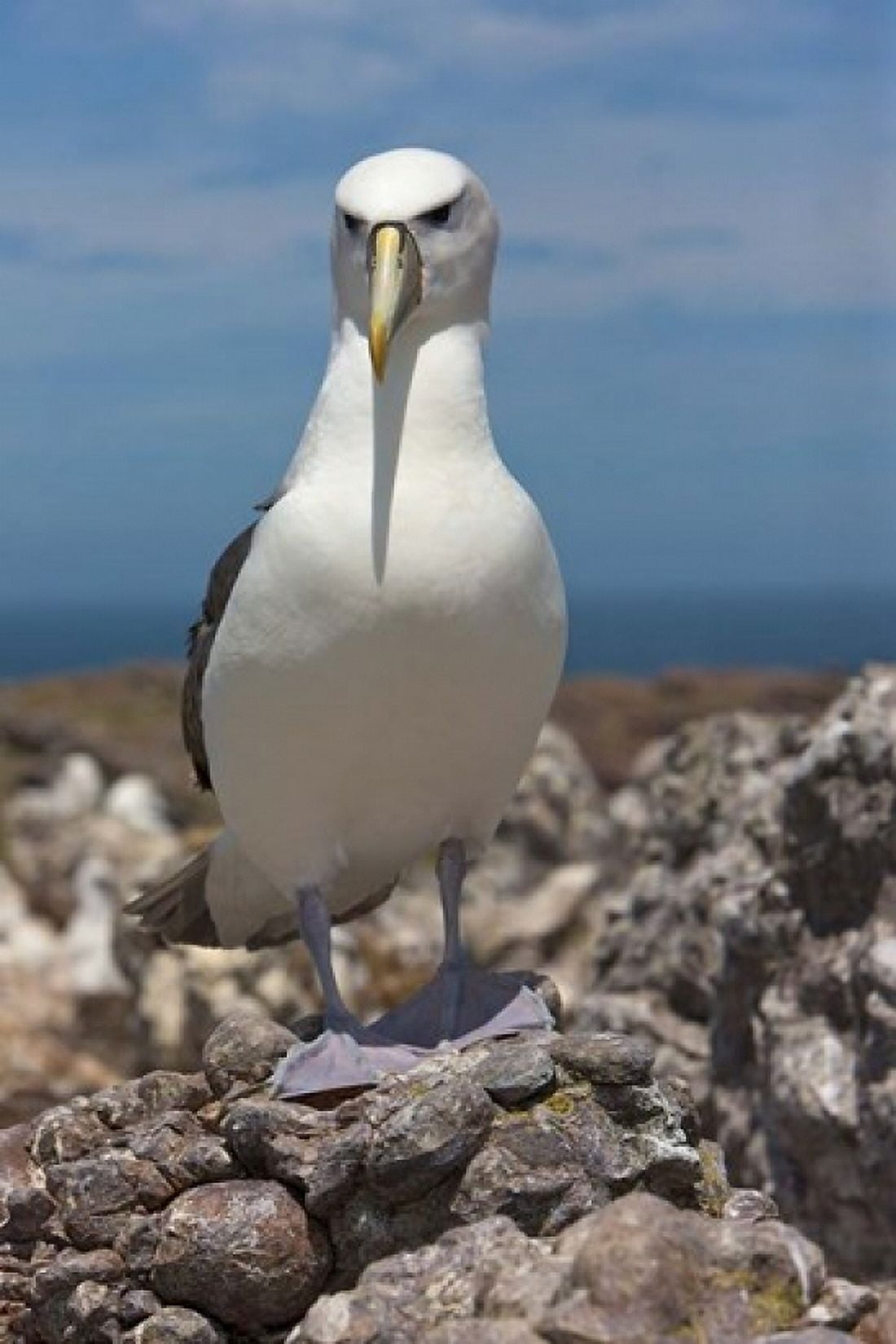 Australia Tasmania Bass Strait Shy albatross Canvas Art - Rebecca Jackrel DanitaDelimont (24 x 36)