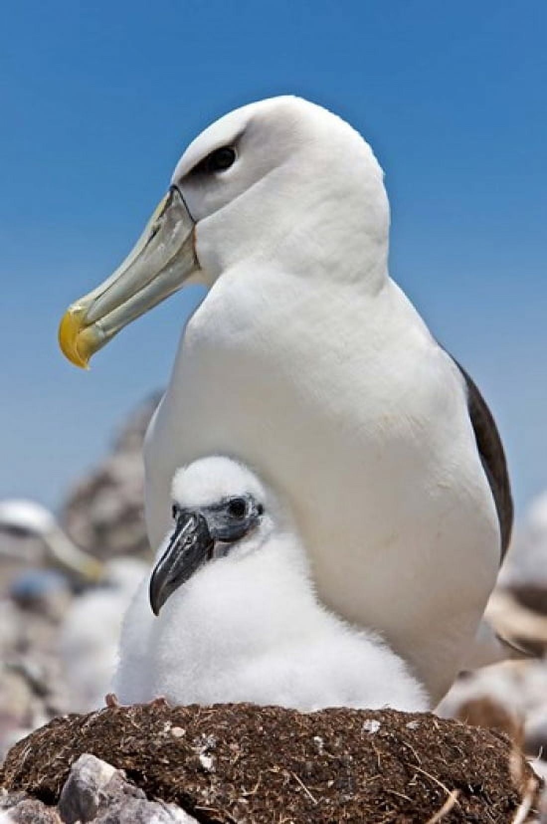 Australia Tasmania Bass Strait Shy albatross with chick Canvas Art - Rebecca Jackrel DanitaDelimont (19 x 29)