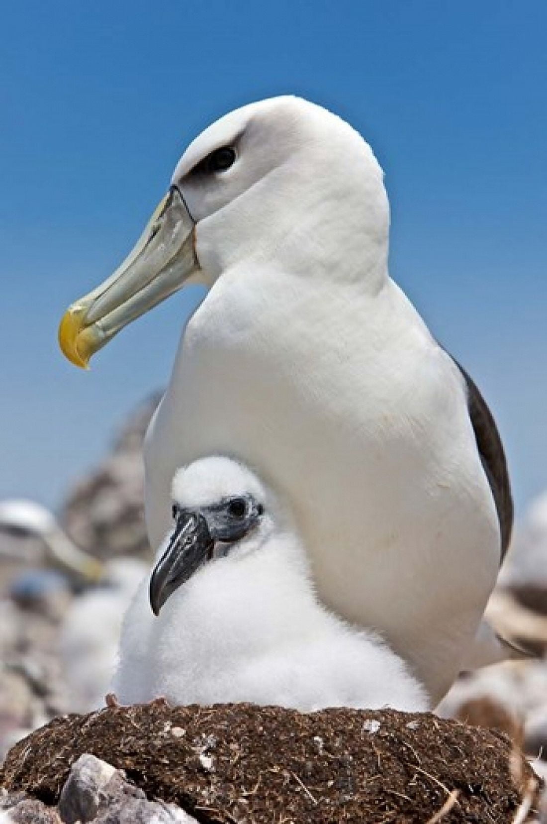 Australia Tasmania Bass Strait Shy albatross with chick Canvas Art - Rebecca Jackrel DanitaDelimont (24 x 36)