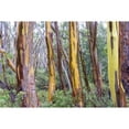 thumbnail image 1 of Australia Tasmania Cradle Mountain-Lake St Clair NP. Alpine yellow gum peeling bark patterns Poster Print by Trish Drury, 1 of 3