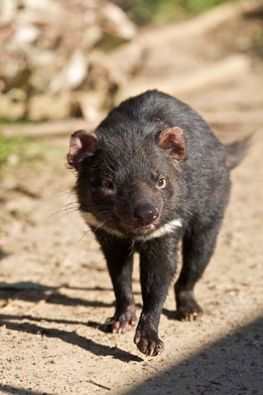 Australia Tasmanian Devil wildlife Canvas Art - Rebecca Jackrel DanitaDelimont (17 x 26)