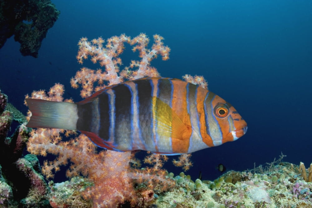 Australia The Harlequin Tusk Fish Choerodon Fasciatus Wrasse Family Canvas Art - Dave Fleetham Design Pics (36 x 24)