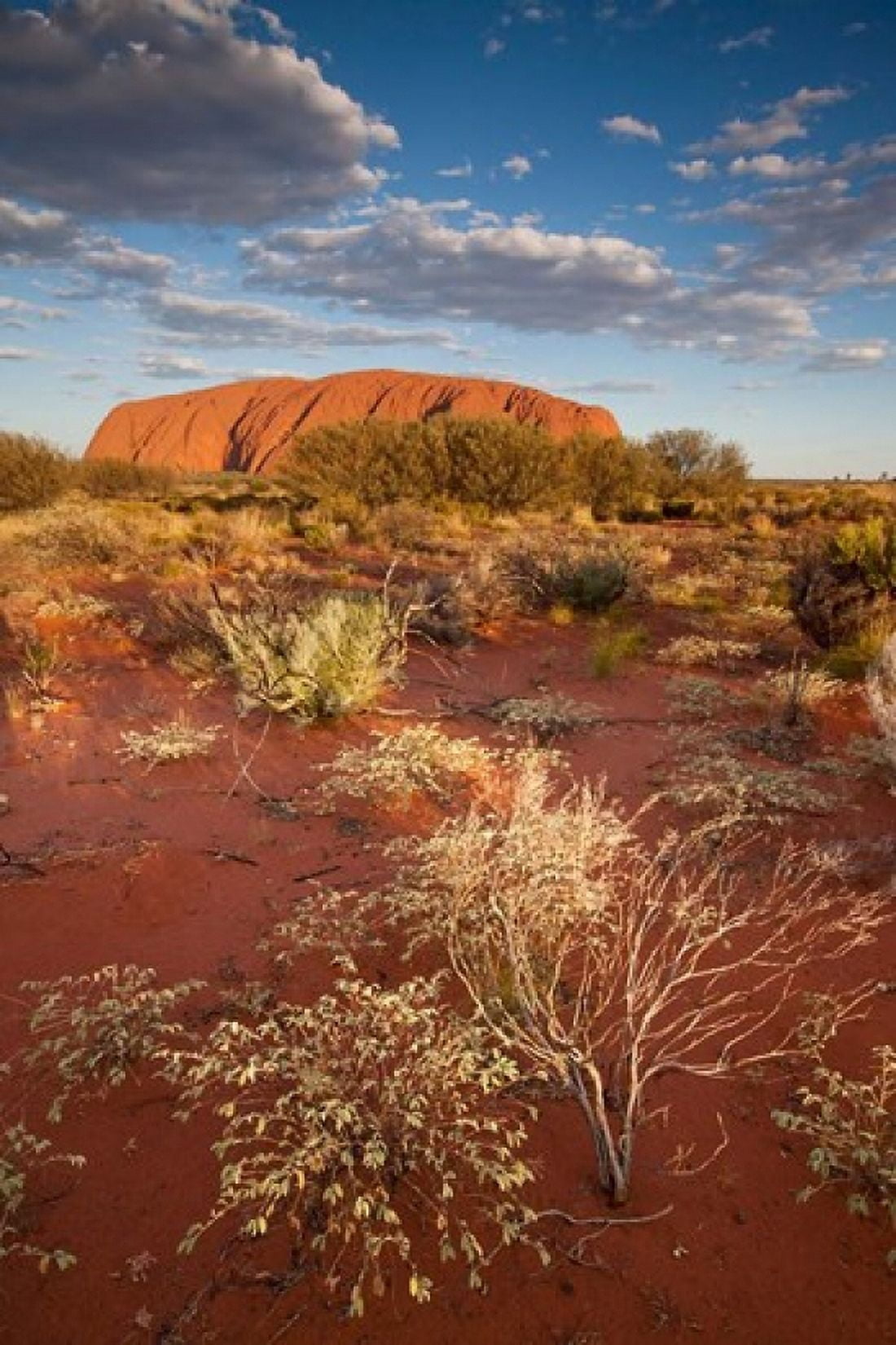 Australia Uluru-Kata Tjuta NP Red desert Ayers Rock Canvas Art - Paul Souders DanitaDelimont (19 x 29)