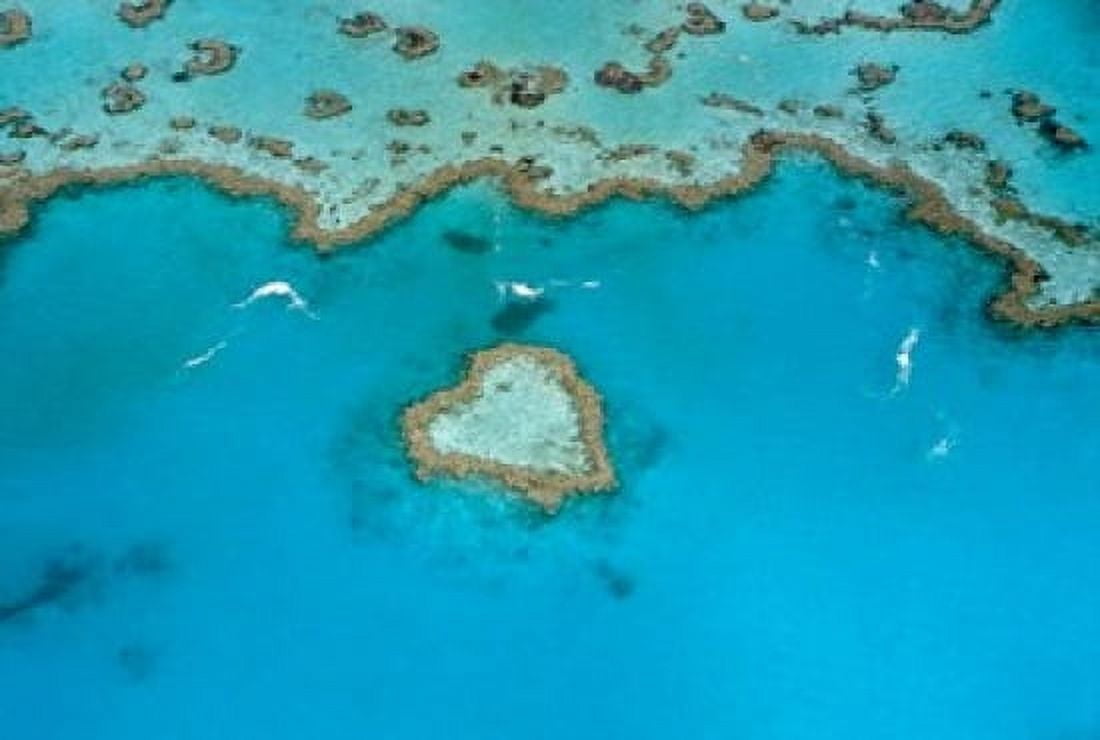 Australia Whitsunday Islands Heart Reef Canvas Art - Cindy Miller Hopkins DanitaDelimont (26 x 18)
