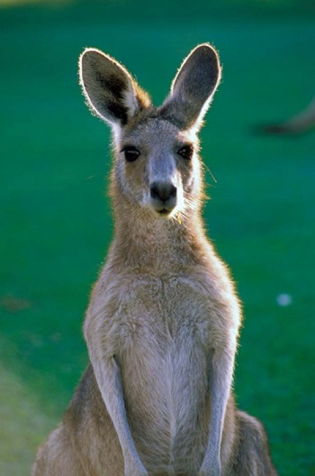 Australia Yamba Golf Course Eastern Grey Kangaroo Canvas Art - Peter Skinner DanitaDelimont (18 x 27)