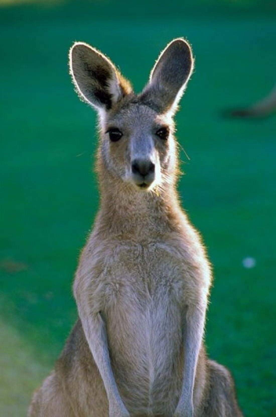 Australia Yamba Golf Course Eastern Grey Kangaroo Canvas Art - Peter Skinner DanitaDelimont (24 x 36)