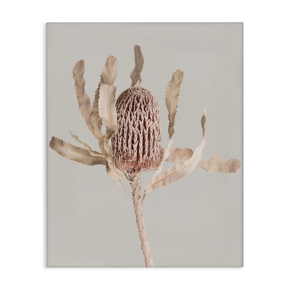 Stupell Industries Australian Banksia Botanical Canvas Wall Art, design by Sisi and Seb