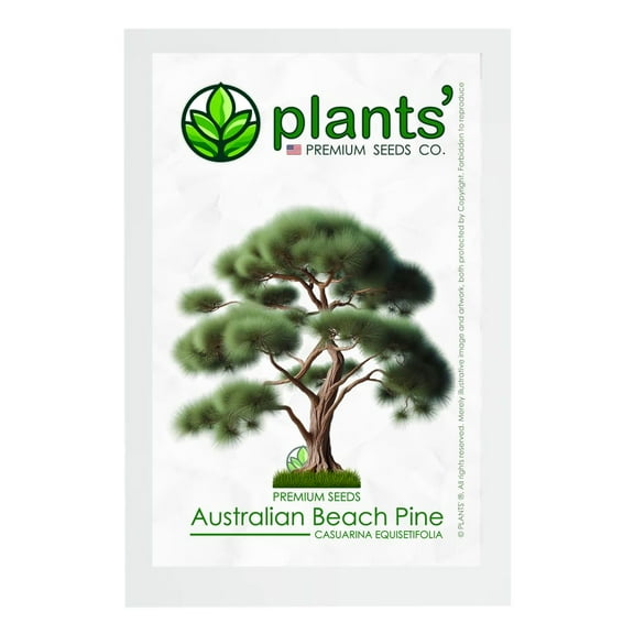 Australian Beach Pine Tree | Premium Seeds | Casuarina equisetifolia | Plants'® (Premium Seeds, 20)