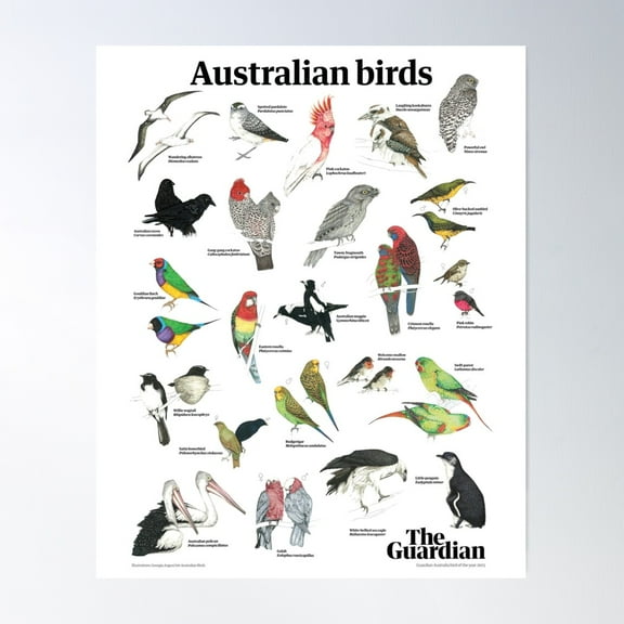 Australian Birds Poster Wall Art, Modern Wall Decor For Living Room Bedroom, 8x12 UNFRAMED