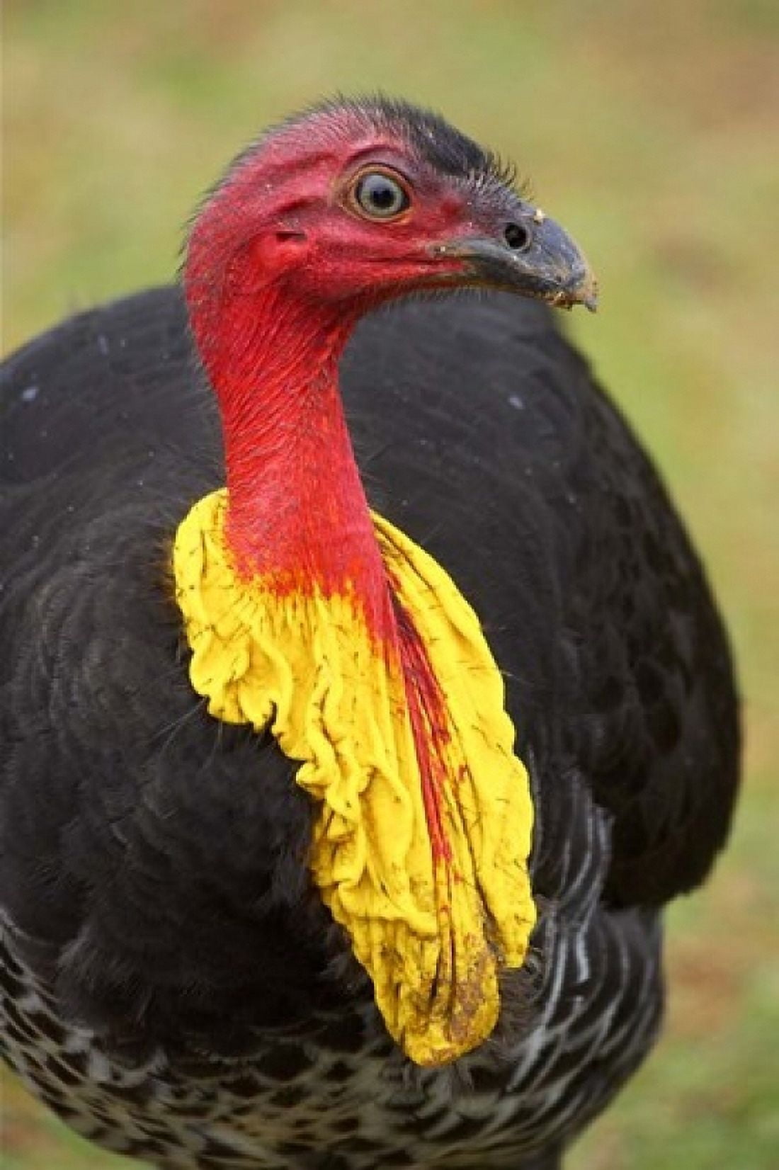 Australian Brush-Turkey Australia Canvas Art - David Wall DanitaDelimont (24 x 36)
