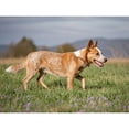 thumbnail image 1 of Australian Cattle Dog Red Heeler Diamond Dots DIY Kits 5D Diamond Art Painting Full Round Drill Rhinestones by Number Embroidery Arts and Crafts for Living Room Home Wall Decor 12x16 inch / 30x40cm, 1 of 4