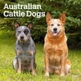 thumbnail image 1 of Australian Cattle Dogs | 2026 12x24" (Hanging) Square Wall Calendar | Plastic-Free, 1 of 9