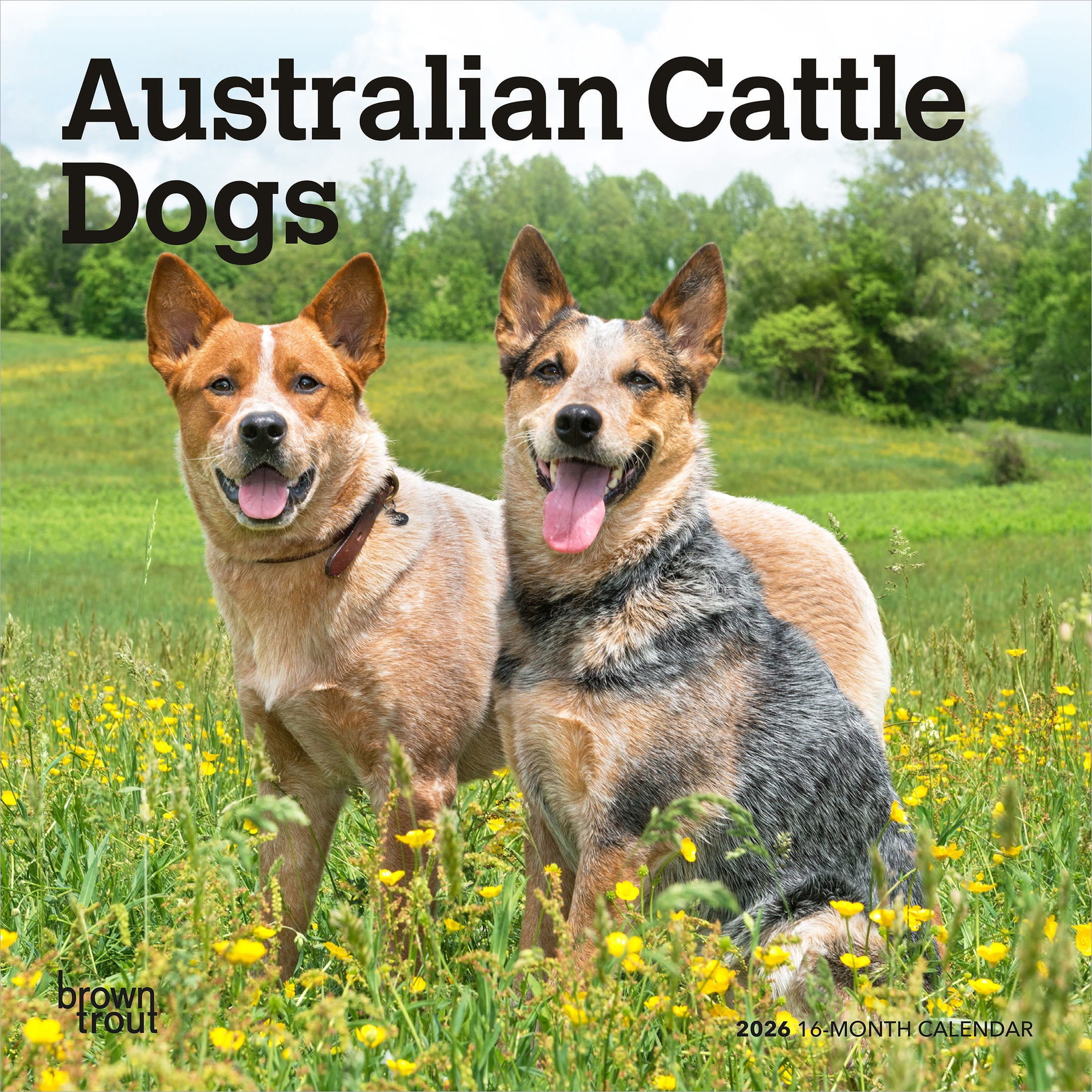 Australian Cattle Dogs | 2026 7x14" (Hanging) Mini Wall Calendar | BrownTrout