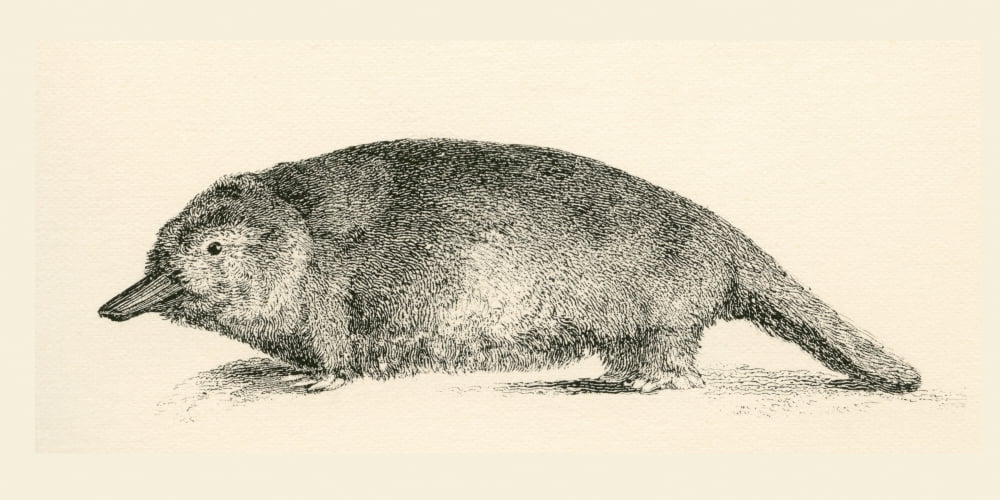 Australian Duck-billed platypus Ornithorhynchus anatinus From The National Encyclopaedia published c1890 Canvas Art - Ken Welsh Design Pics (19 x 9)