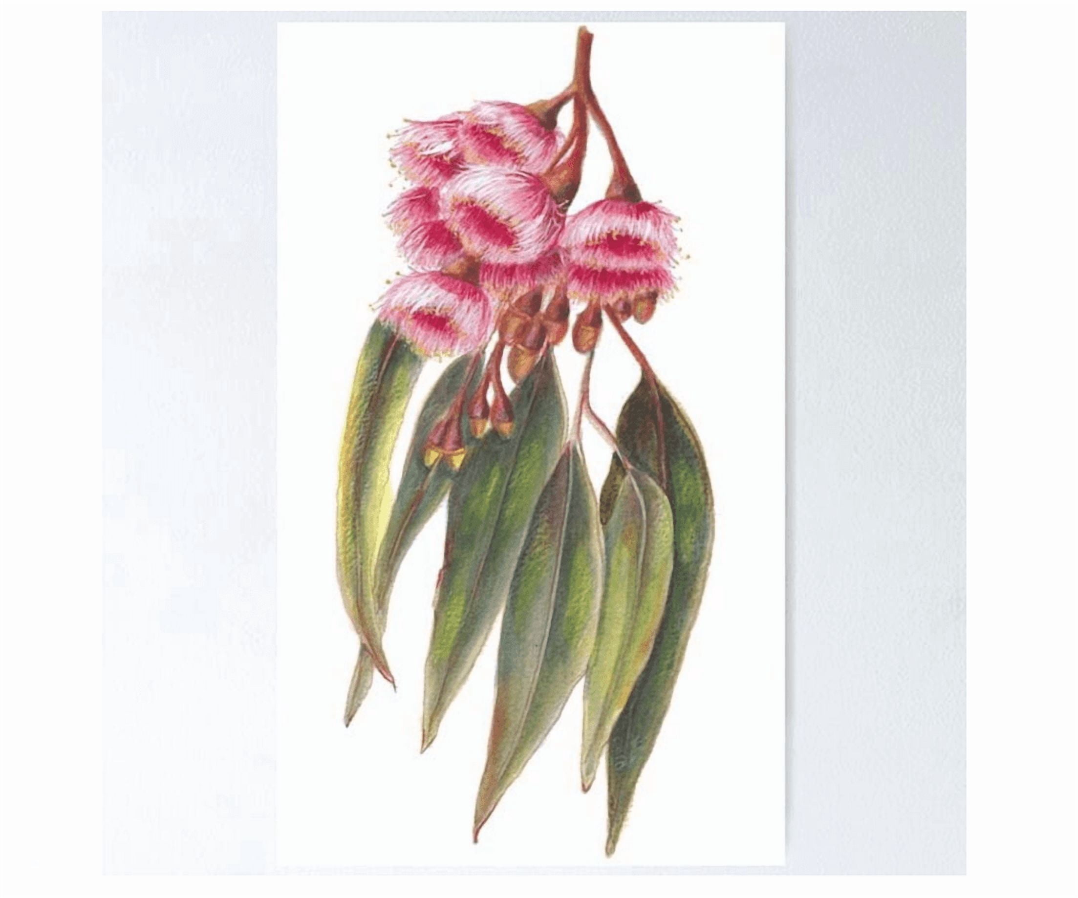Australian Flora ~ Pink Flowering Gum Poster Home Decor Office Wall Art ...