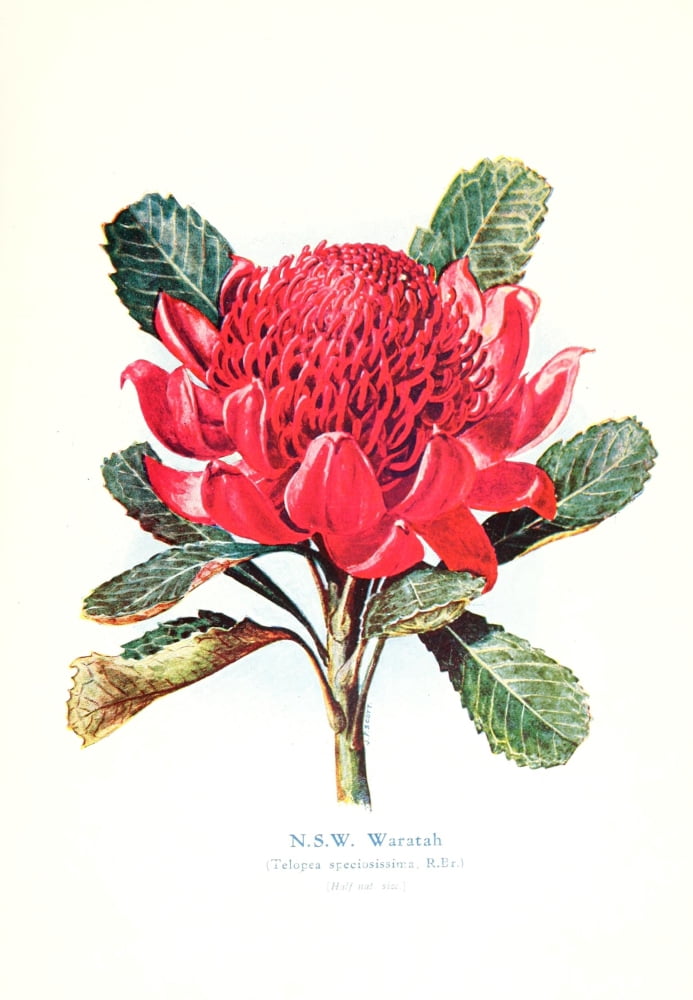 Australian Flora in Applied Art 1915 Waratah 1 Canvas Art - J Sowerby (18 x 24)
