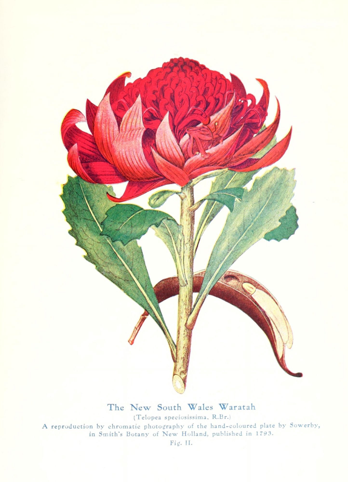 Australian Flora in Applied Art 1915 Waratah 2 Canvas Art - J Sowerby (24 x 36)
