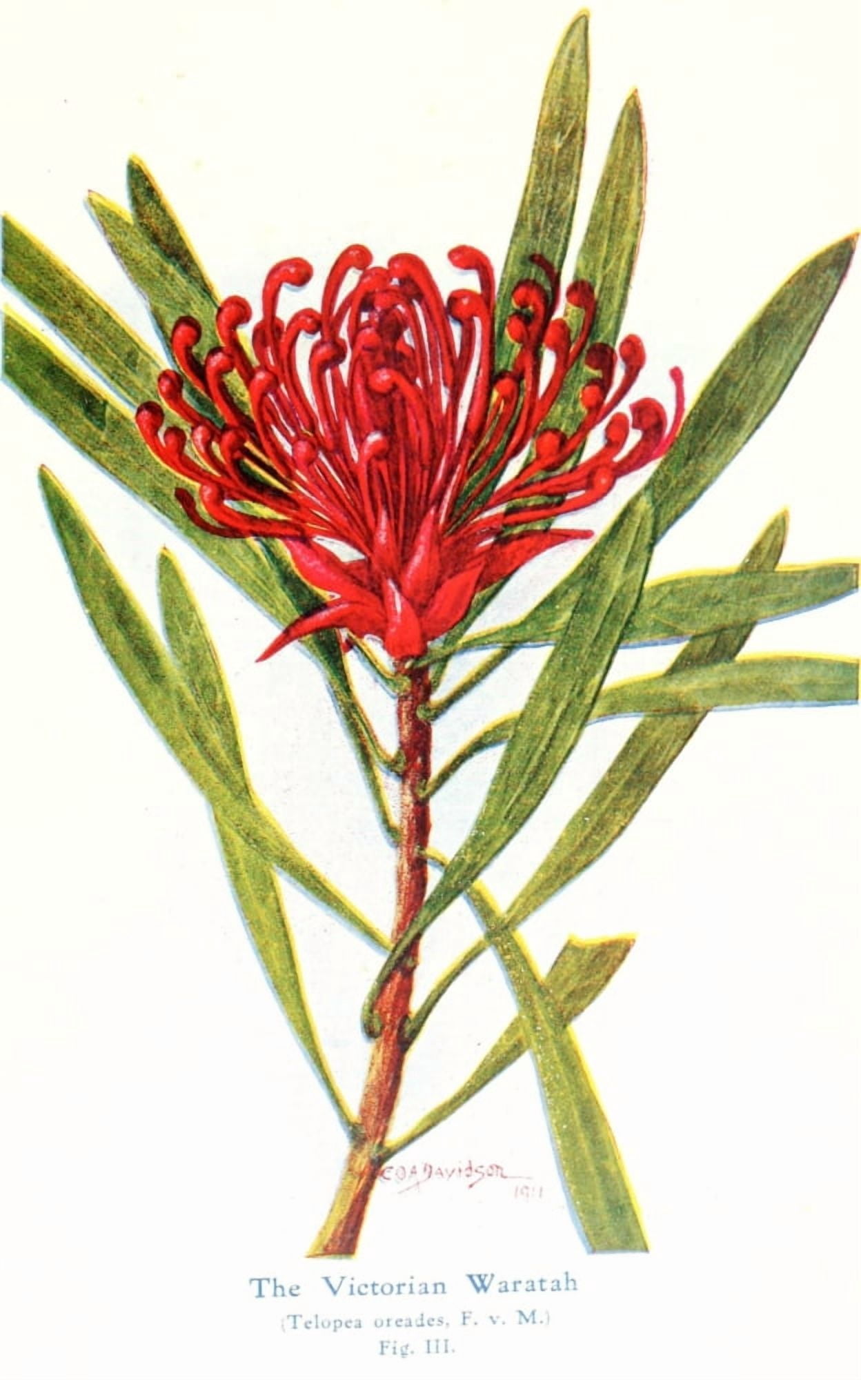 Australian Flora in Applied Art 1915 Waratah 3 Canvas Art - J Sowerby (24 x 36)