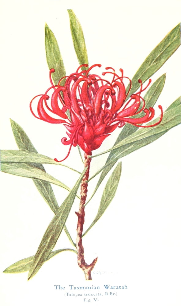 Australian Flora in Applied Art 1915 Waratah 4 Canvas Art - J Sowerby (18 x 24)