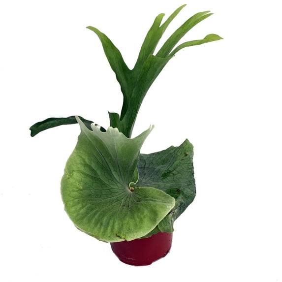 Australian Giant Staghorn Fern - Platycerium superbum - Exotic Houseplant-6" Pot