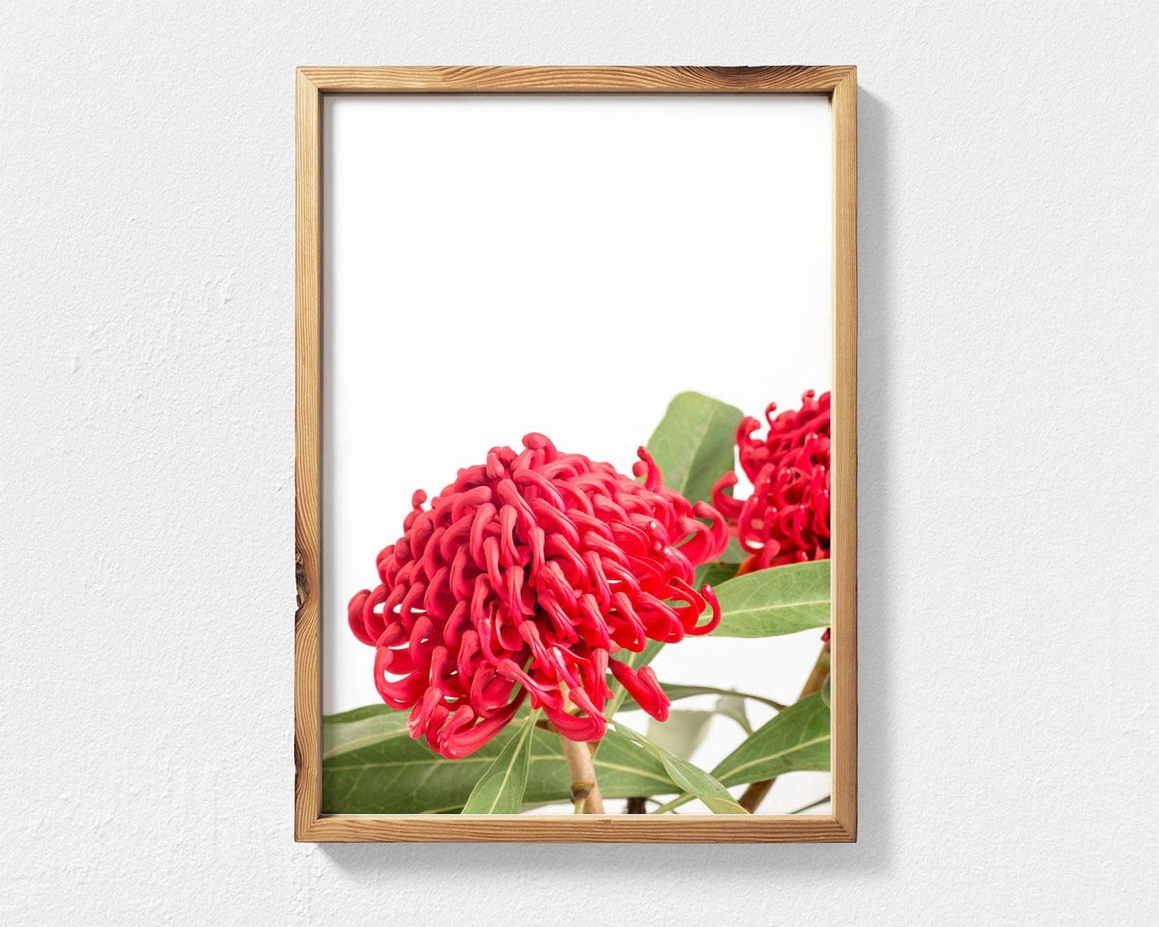 Australian Native Flowers Poster, Waratah Bloom Photograph, Botanical ...