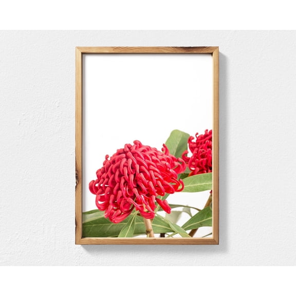 Australian Native Flowers Wall Art, Waratah Bloom Photograph, Australian Native Wall Art Waratah Print, Botanical Print Home Decor #4008, Unframed Canvas Size 12x18