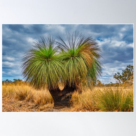 Australian Native Grass Tree Poster Wall Art, Modern Wall Decor For Living Room Bedroom, 24x36 UNFRAMED