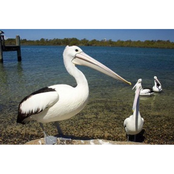 Australian Pelican Australia Canvas Art - David Wall DanitaDelimont (26 x 17)