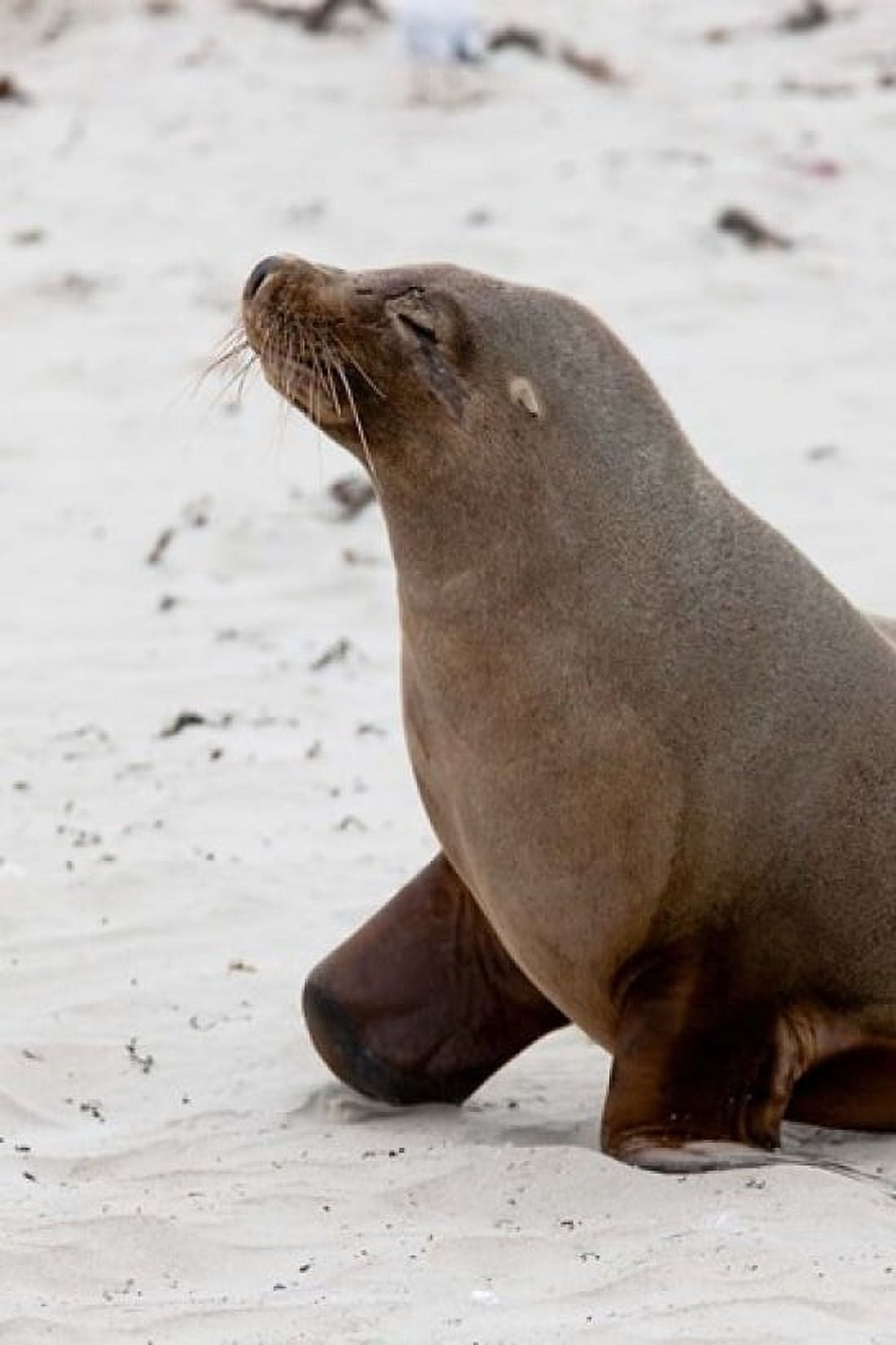 Australian Sea Lion Kangaroo Island Australia Canvas Art - Martin Zwick DanitaDelimont (24 x 36)