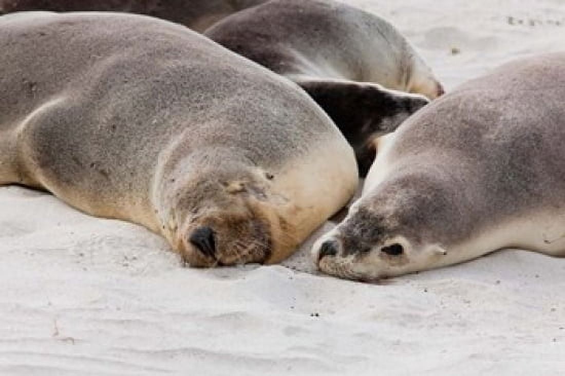 Australian Sea Lion Kangaroo Island South Australia Canvas Art - Martin Zwick DanitaDelimont (29 x 19)