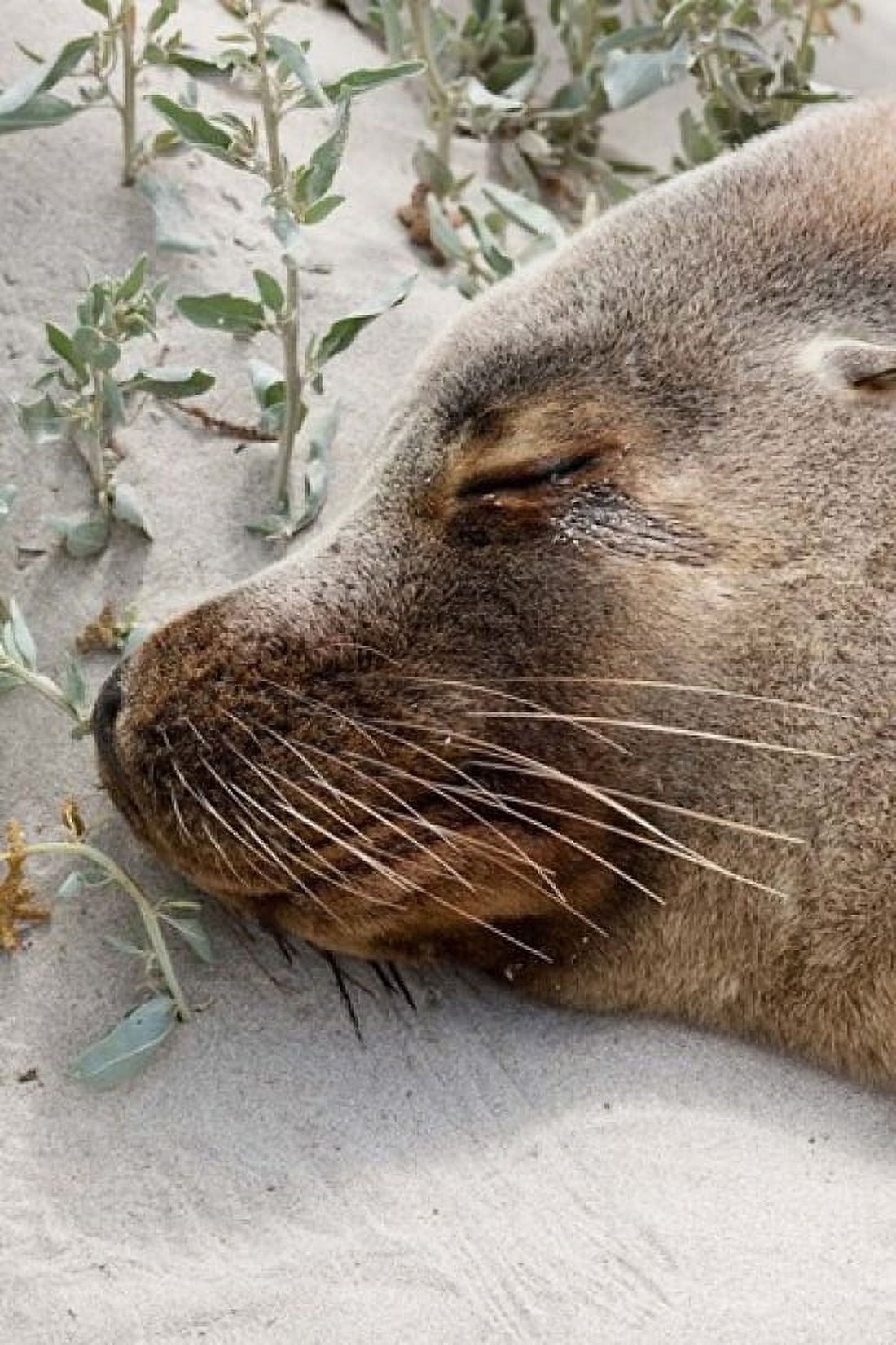 Australian Sea Lion Seal Bay Conservation Park South Australia Canvas Art - Martin Zwick DanitaDelimont (19 x 29)