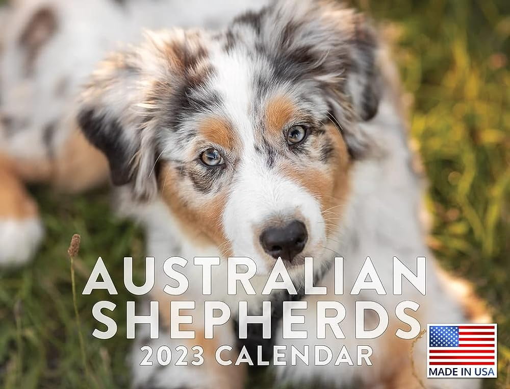 Australian Shepherd Calendar 2023 Mthly Hanging Calendars Cute Puppy