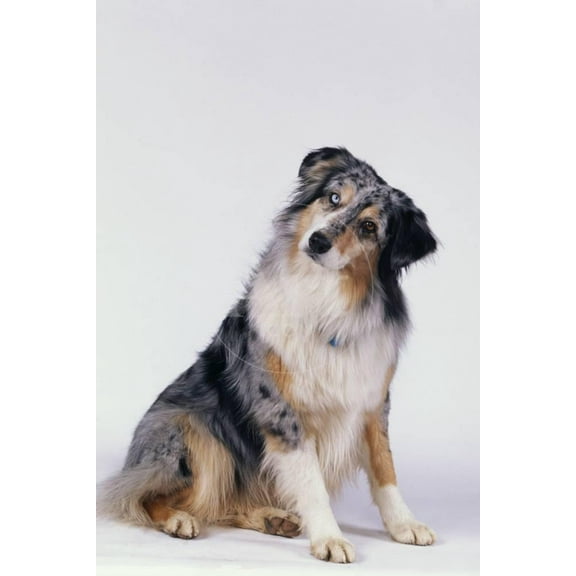 Australian Shepherd Tilting Head, Animals Unframed Photographic Print Wall Art by DLILLC Sold by ArtCom