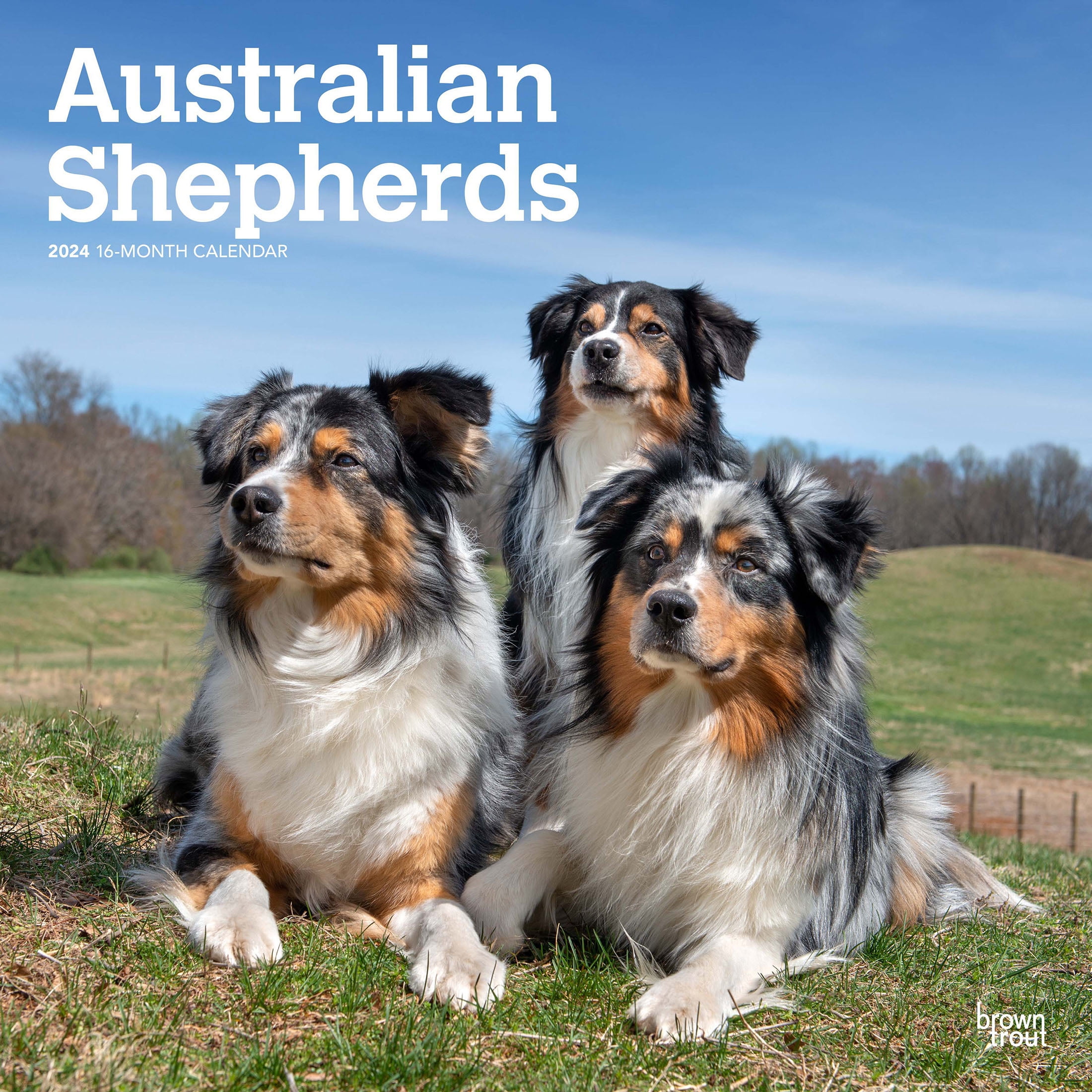 Australian Shepherds 2024 12x24 Hanging Wall Calendar BrownTrout   Australian Shepherds 2024 12x24 Hanging Wall Calendar BrownTrout 6bf7567b 70bc 44a2 Aa2d 3626a9967de0.d78bdd845bcd0346979966aba0401654 