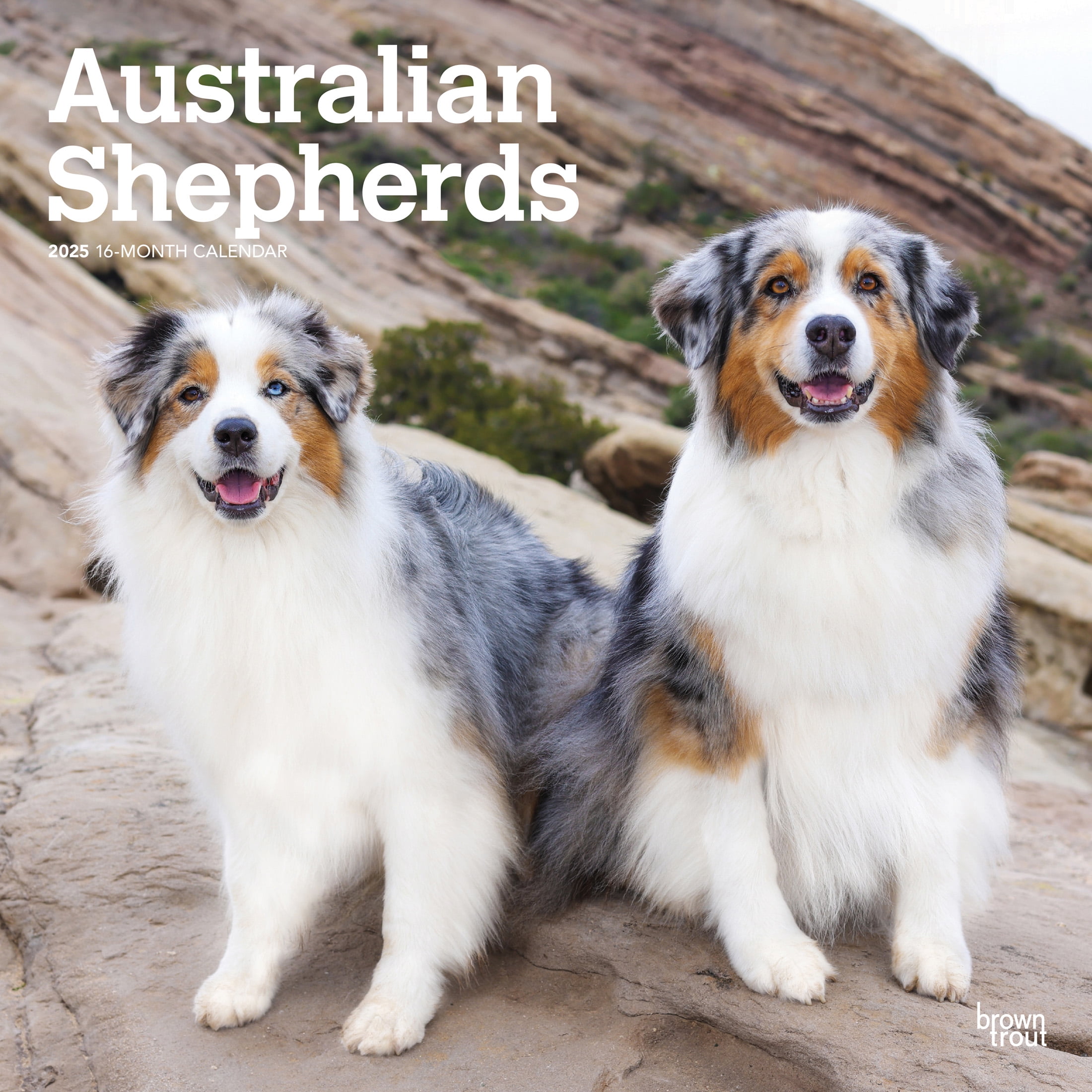 Australian Shepherds 2025 12x24" (Hanging) Wall Calendar BrownTrout