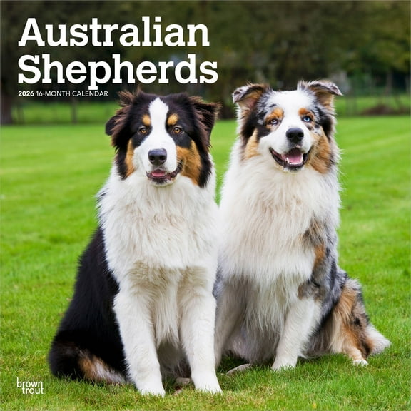 Australian Shepherds | 2026 12x24" (Hanging) Square Wall Calendar | Plastic-Free