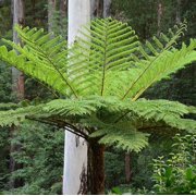 RedCrocus Australian Tree Fern - Evergreen Indoor & Outdoor Fern, Tropical Foliage, Shade-Loving, Container Friendly, Non-Toxic, Garden Foliage 10 Pot