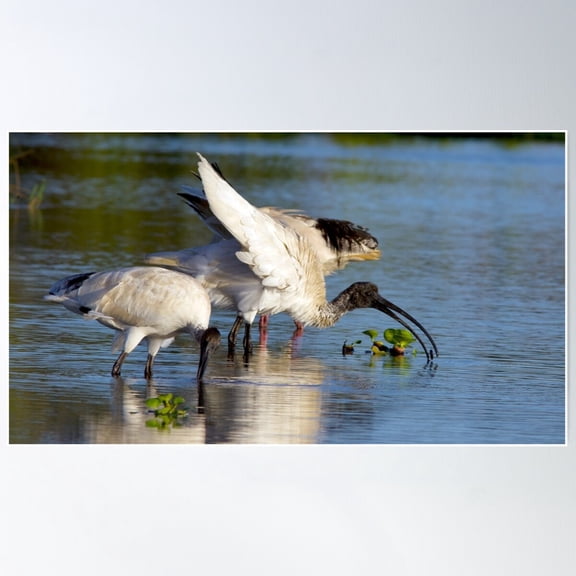Australian White Ibis Poster Wall Art, Modern Wall Decor For Living Room Bedroom, 12x18 UNFRAMED